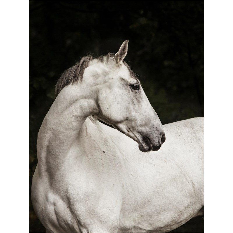 Giant Art 72x54 Elegant Fine Art Giant Canvas Print in White