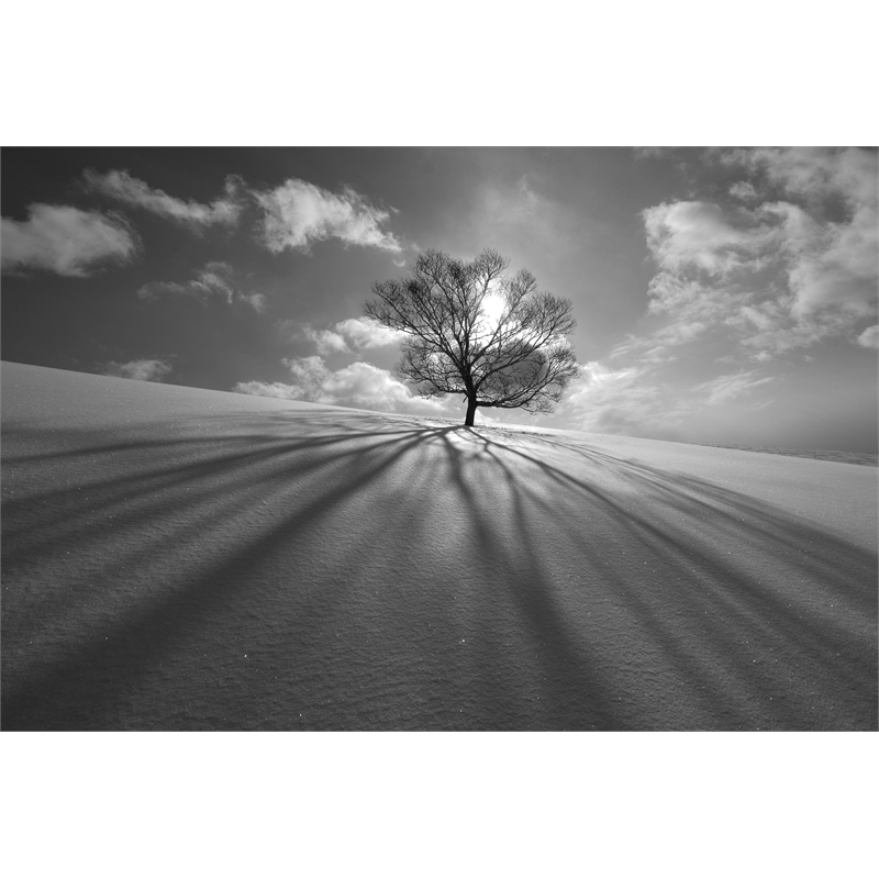 Giant Art 72x48 Tree Shadow Fine Art Giant Canvas Print in White