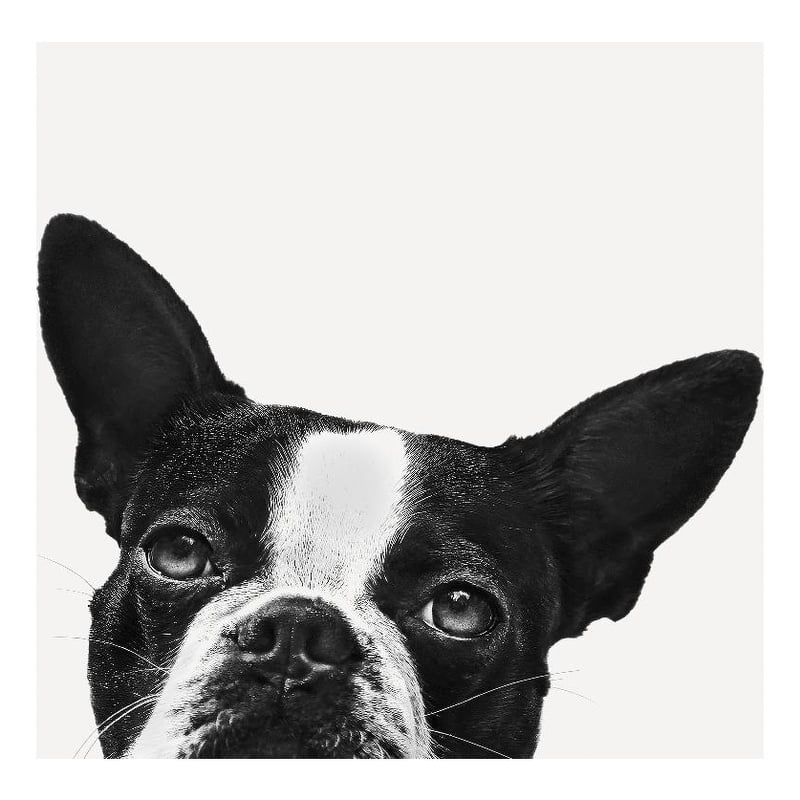 Giant Art 72x72 Loyalty Fine Art Giant Canvas Print in Multi-Color