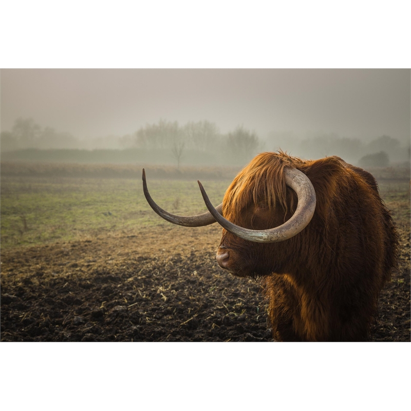 Giant Art 72x48 Longhorn Fine Art Giant Canvas Print in Green