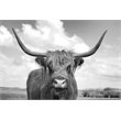 Giant Art 84x54 On the Ranch IV BW Fine Art Giant Canvas Print in Multi-Color