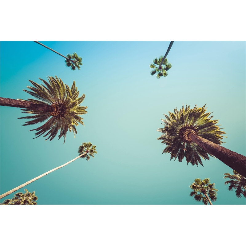 Giant Art 72x48 Palms Fine Art Giant Canvas Print in Multi-Color