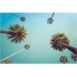 Giant Art 72x48 Palms Fine Art Giant Canvas Print in Multi-Color