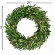 Bergamo Art Preserved Decorative Real Boxwood Leaf and Olive Leaf Wreath 21 Inch