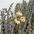 Bergamo Art Preserved Decorative Real Lavender Wreaths in Purple