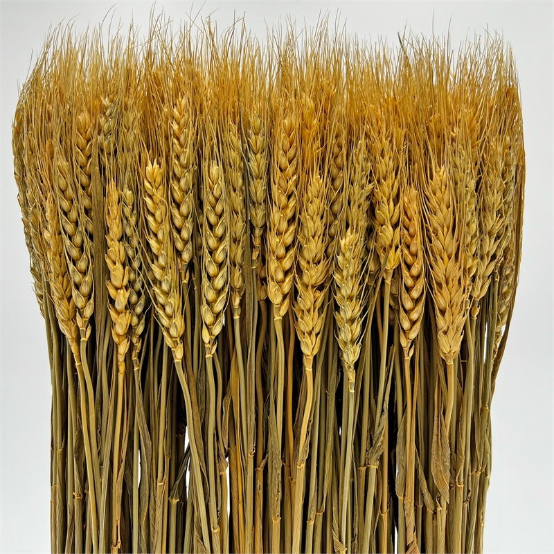 Bergamo Art Preserved Decorative Wheat Standing Plant in Gold