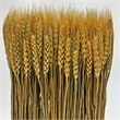 Bergamo Art Preserved Decorative Wheat Standing Plant in Gold