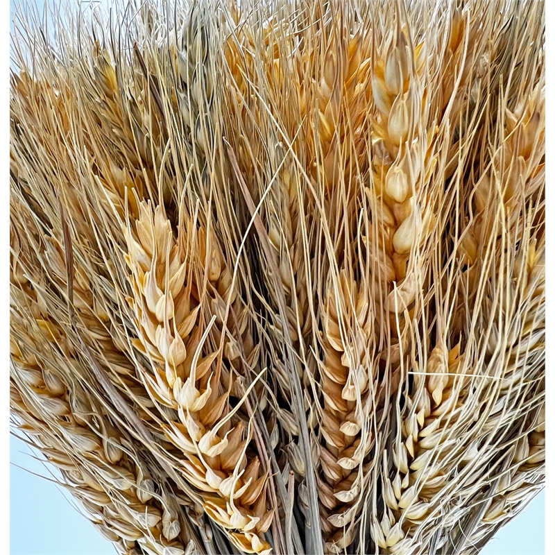 Bergamo Art Preserved Decorative Wheat Standing Topiary Plant in Gold