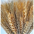 Bergamo Art Preserved Decorative Wheat Standing Topiary Plant in Gold