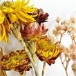 Bergamo Art 10 Inch High Real Preserved Mixed Bouquets Mix 1 in Small
