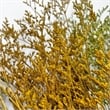 Bergamo Art 10 Inch High Real Preserved Mixed Bouquets Mix 6 in Small