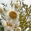 Bergamo Art 10 Inch High Real Preserved Mixed Bouquets Mix 6 in Small