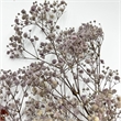 Bergamo Art 10 Inch High Real Preserved Mixed Bouquets Mix 7 in Small