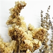 Bergamo Art 10 Inch High Real Preserved Mixed Bouquets Mix 7 in Small