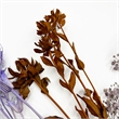 Bergamo Art 20 Inch High Real Preserved Mixed Bouquets Mix 7 in Large