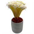 Bergamo Art 450g Preserved Reindeer Moss in Red