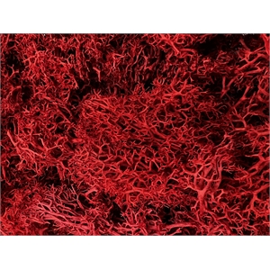 Bergamo Art 450g Preserved Reindeer Moss in Red
