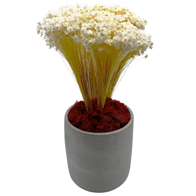 Bergamo Art 200g Preserved Reindeer Moss in Red