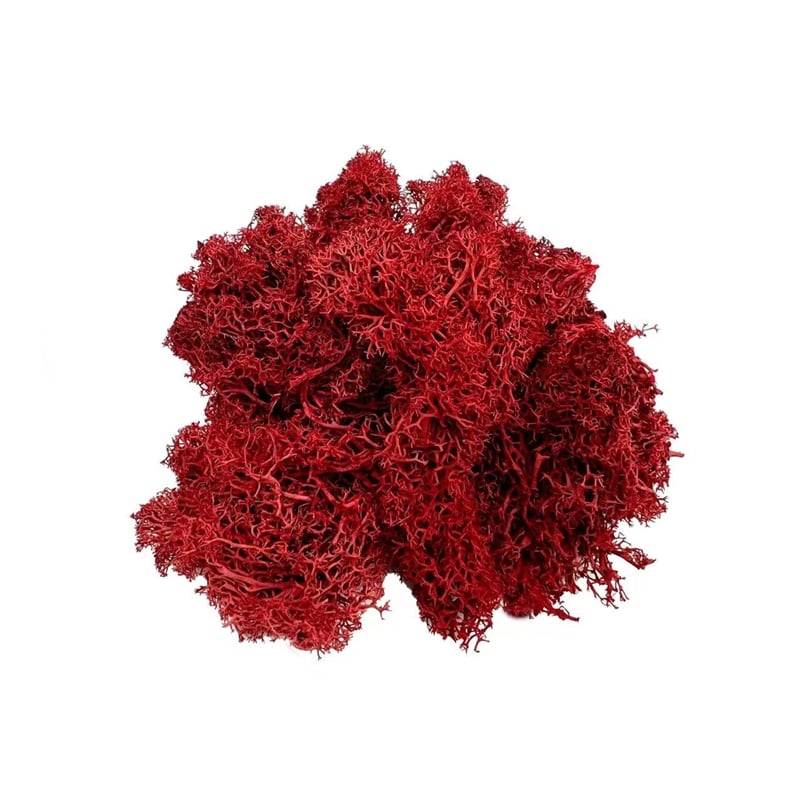 Bergamo Art 95g Preserved Reindeer Moss in Red