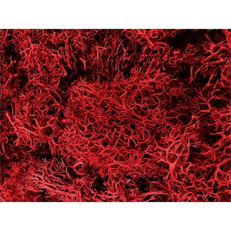 Bergamo Art 95g Preserved Reindeer Moss in Red