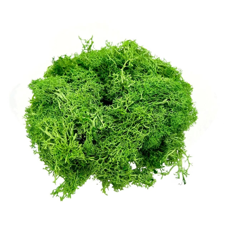 Bergamo Art 200g Preserved Reindeer Moss in Emerald Green