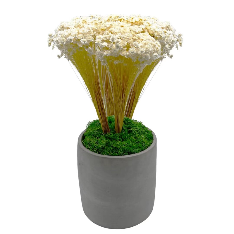 Bergamo Art 200g Preserved Reindeer Moss in Emerald Green