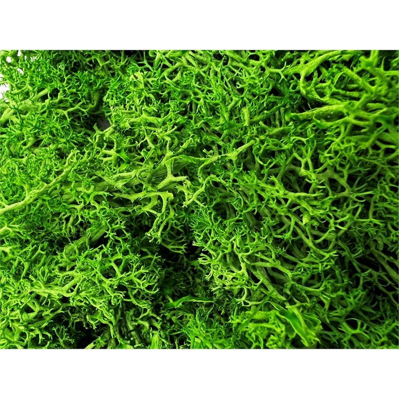 Bergamo Art 200g Preserved Reindeer Moss in Emerald Green
