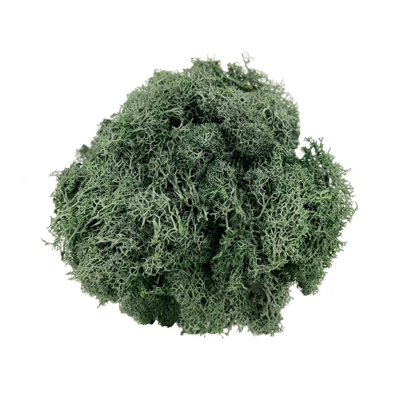 Bergamo Art 450g Preserved Reindeer Moss in Grass Green