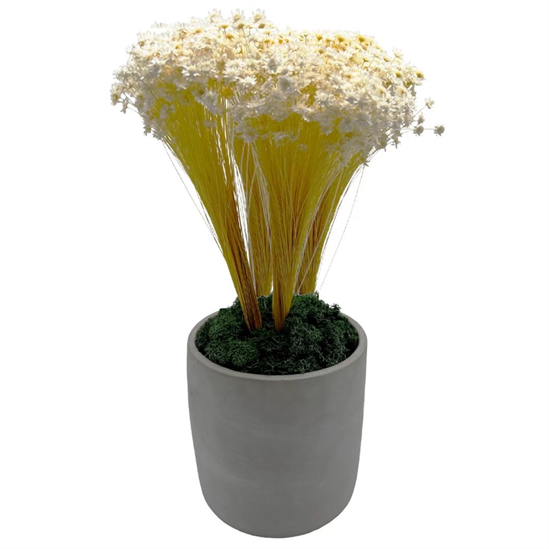 Bergamo Art 200g Preserved Reindeer Moss in Grass Green