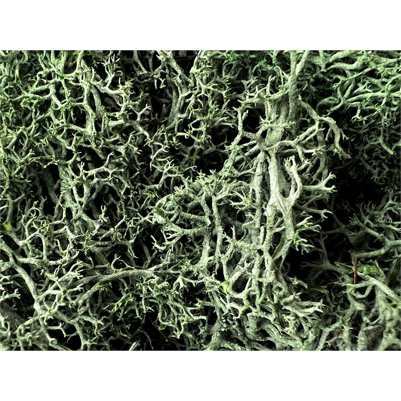 Bergamo Art 95g Preserved Reindeer Moss in Grass Green