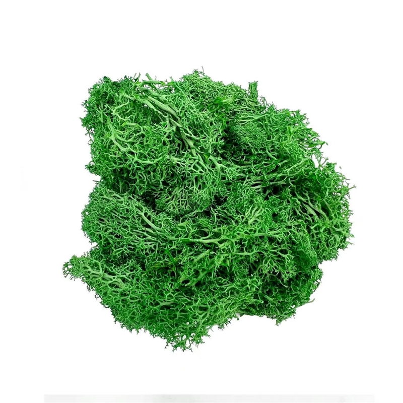 Bergamo Art 200g Preserved Reindeer Moss in Green