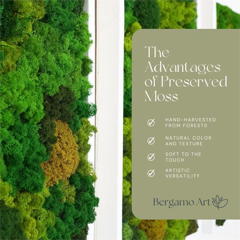 Bergamo Art 200g Preserved Reindeer Moss in Green