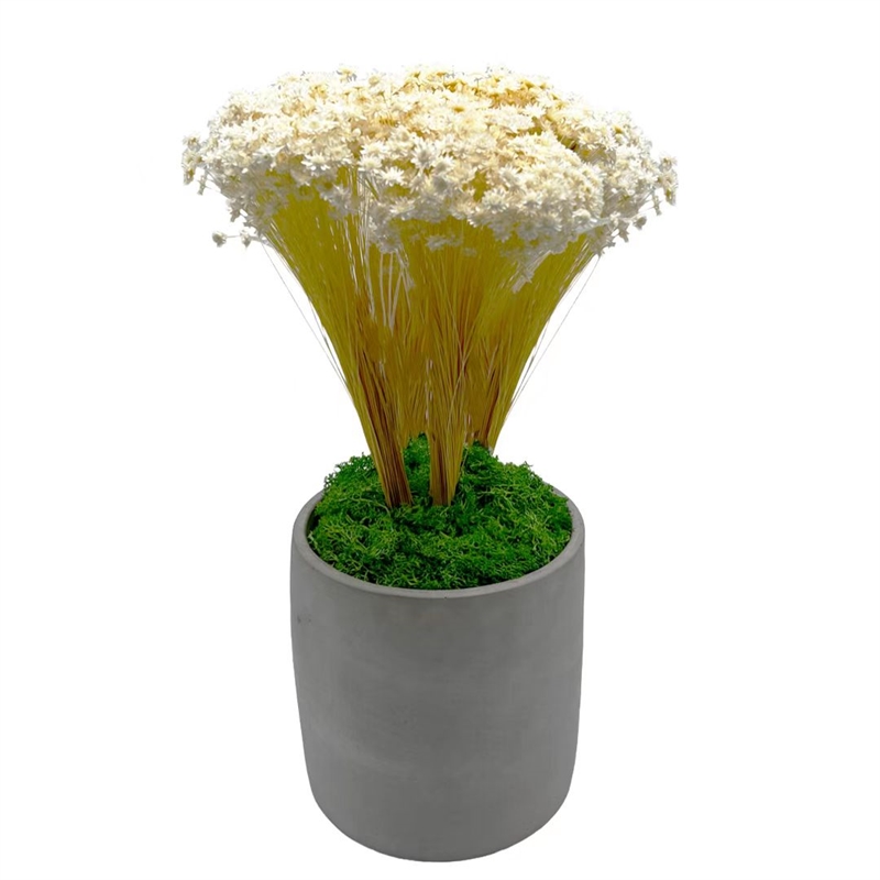 Bergamo Art 200g Preserved Reindeer Moss in Green