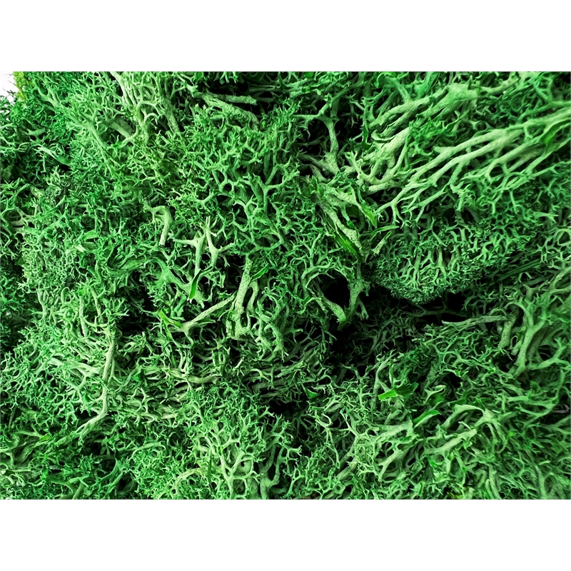 Bergamo Art 95g Preserved Reindeer Moss in Green