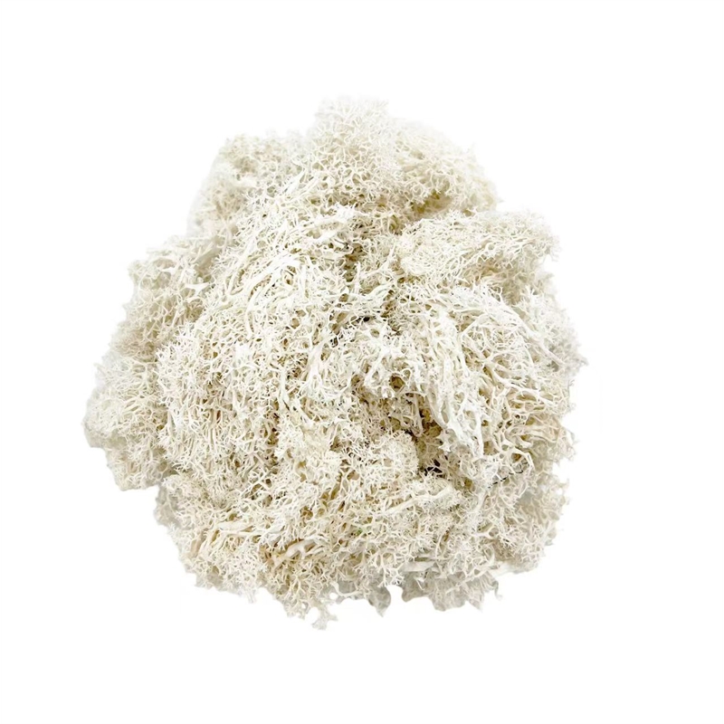 Bergamo Art 200g Preserved Reindeer Moss in White