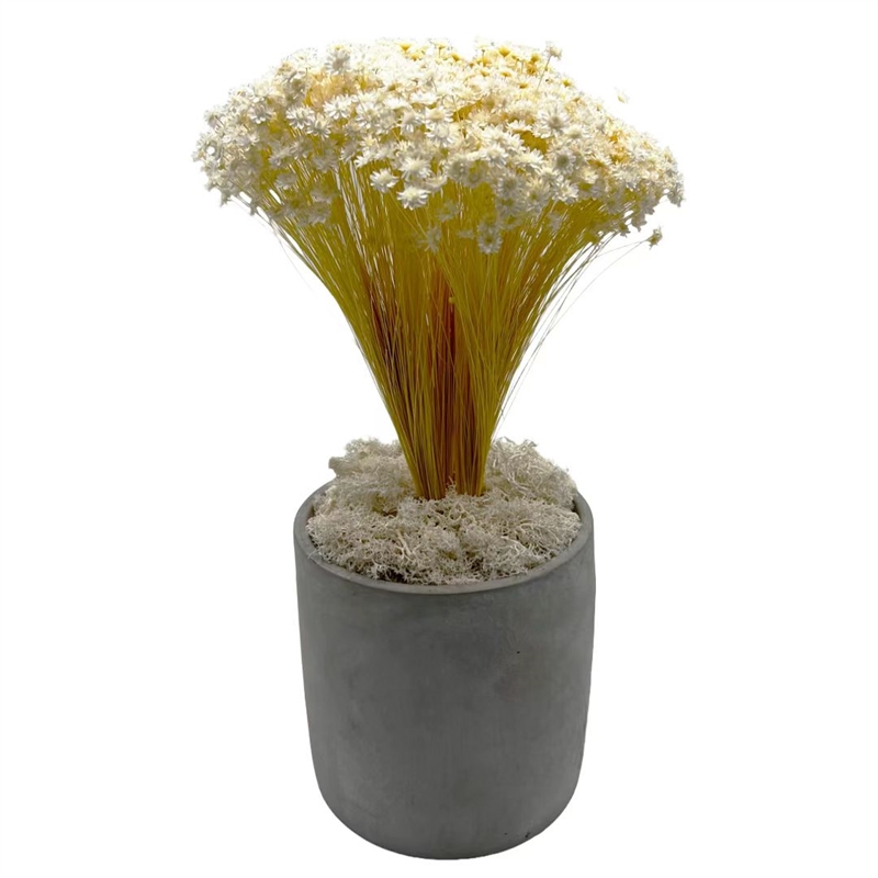 Bergamo Art 200g Preserved Reindeer Moss in White