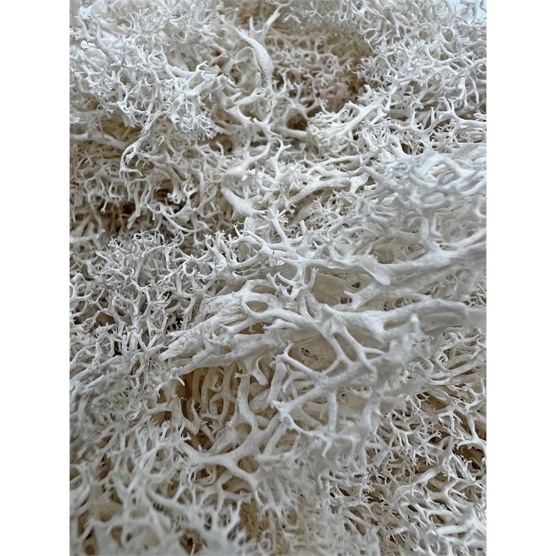 Bergamo Art 95g Preserved Reindeer Moss in White