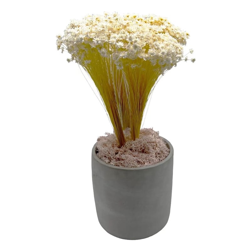 Bergamo Art 450g Preserved Reindeer Moss in Pink