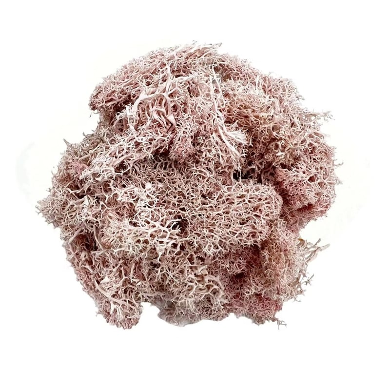 Bergamo Art 95g Preserved Reindeer Moss in Pink