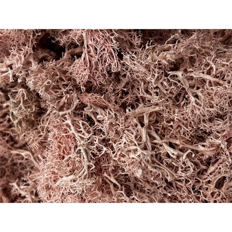 Bergamo Art 95g Preserved Reindeer Moss in Pink