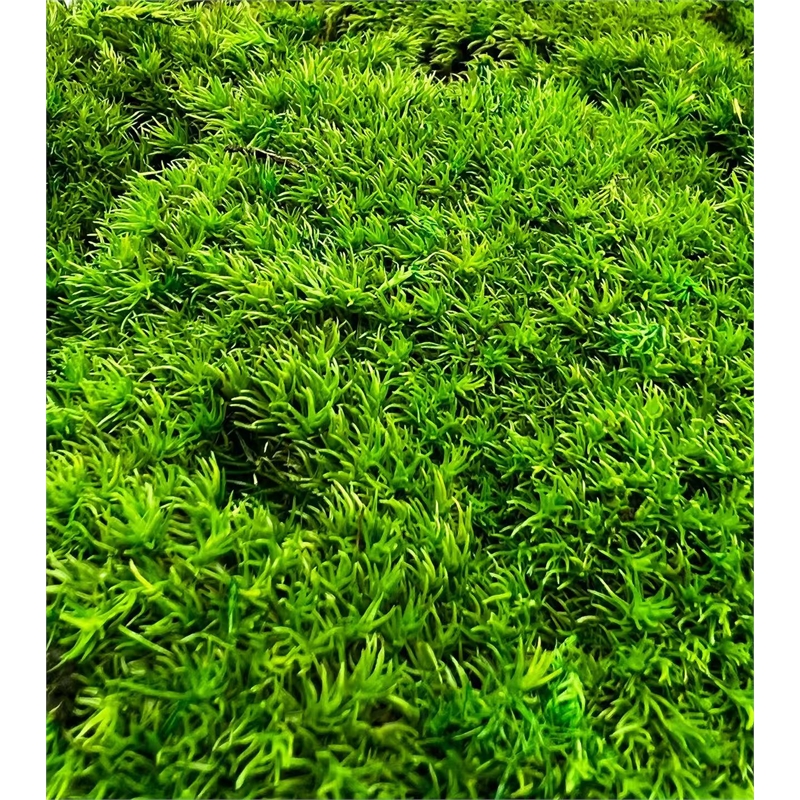 Bergamo Art Preserved Pole Bun Pillow Cushion Moss in Grass Green