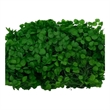 Bergamo Art Preserved Anna Hydrangea(Box) in Dark Green