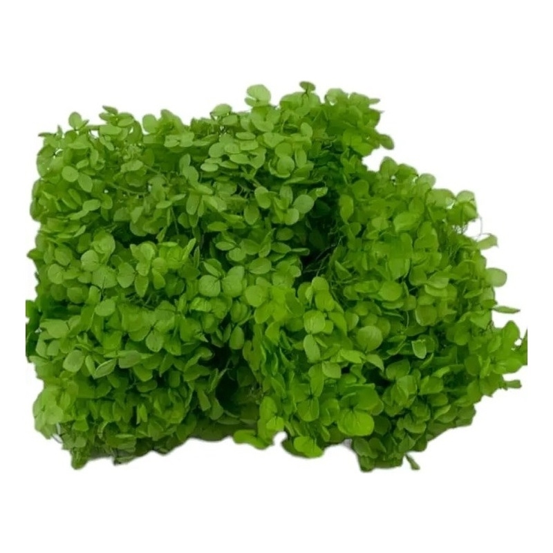Bergamo Art Preserved Anna Hydrangea(Box) in Yellow Green