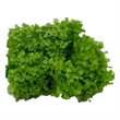 Bergamo Art Preserved Anna Hydrangea(Box) in Yellow Green