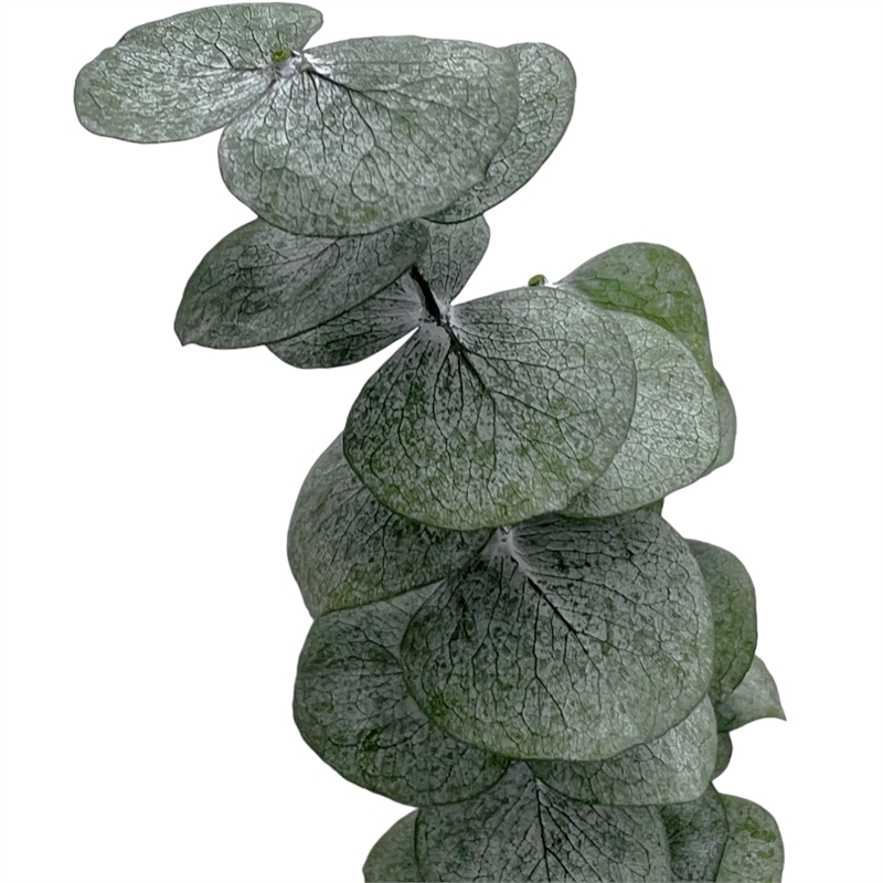 Bergamo Art Bundle of 4 Preserved Eucalyptus Leaves in 17-23
