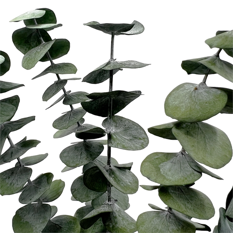 Bergamo Art Bundle of 4 Preserved Eucalyptus Leaves in 17-23
