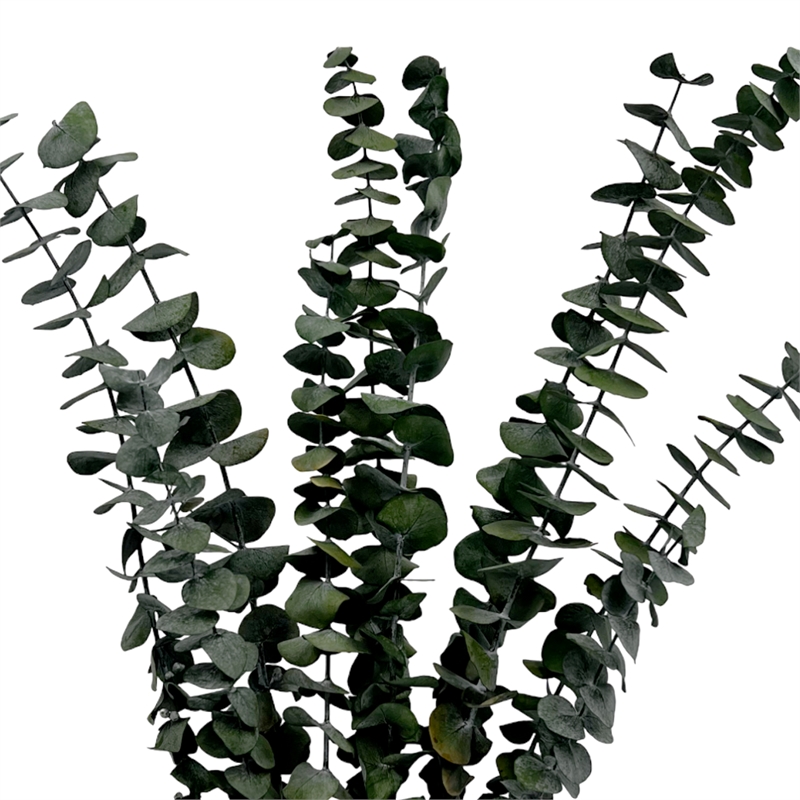 Bergamo Art Bundle of 4 Preserved Eucalyptus Leaves in 17-23