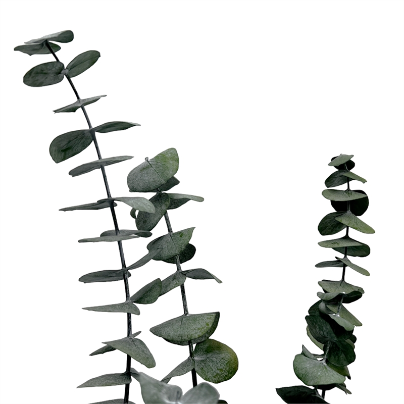 Bergamo Art Bundle of 4 Preserved Eucalyptus Leaves in 17-23