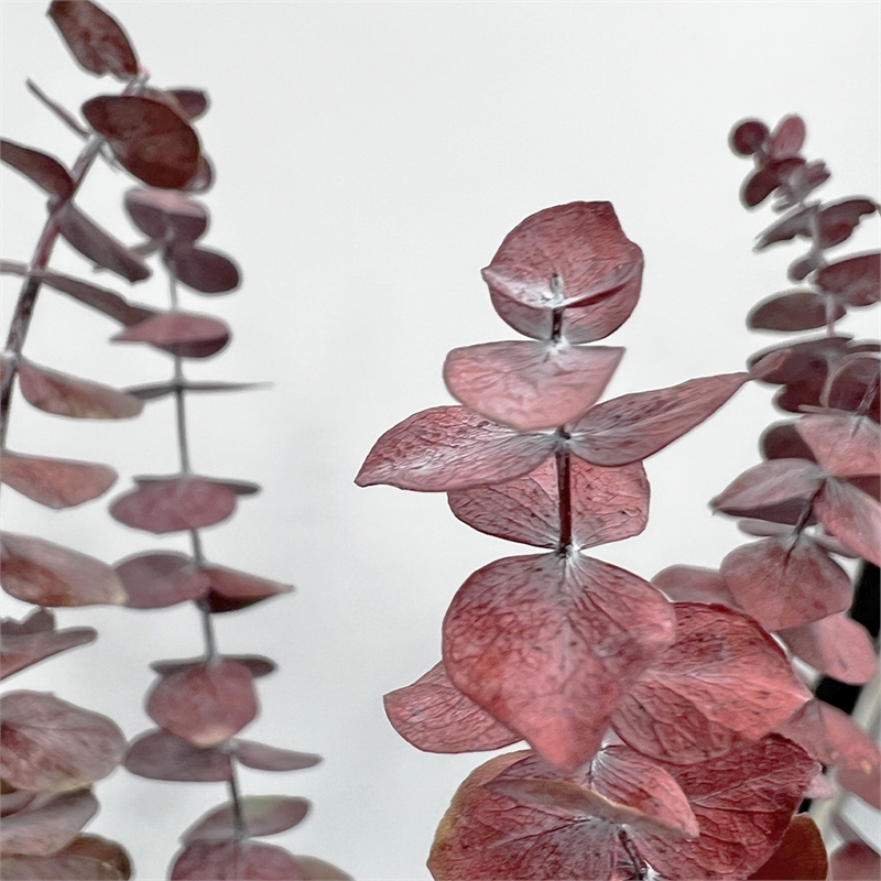 Bergamo Art Bundle of 4 Preserved Eucalyptus Leaves in 17-23
