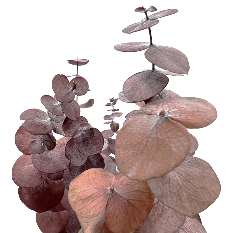 Bergamo Art Bundle of 4 Preserved Eucalyptus Leaves in 17-23